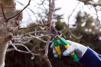 close-up-gardener-cutting-dried-branches (1)