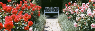 romantic-rose-garden-path