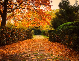 vecteezy_autumn-path-in-the-park-with-autumn-leaves_51540912